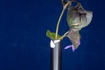 Viola odorata (IMG_0248.jpg)