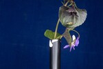 Viola odorata (IMG_0249.jpg)