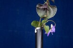Viola odorata (IMG_0250.jpg)