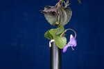 Viola odorata (IMG_0251.jpg)