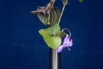 Viola odorata (IMG_0252.jpg)