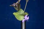 Viola odorata (IMG_0253.jpg)