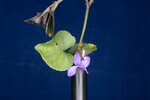 Viola odorata (IMG_0254.jpg)