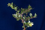 Arctostaphylos uva-ursi (IMG_0157.jpg)