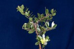 Arctostaphylos uva-ursi (IMG_0158.jpg)