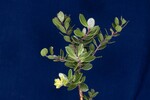 Arctostaphylos uva-ursi (IMG_0160.jpg)