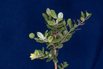 Arctostaphylos uva-ursi (IMG_0161.jpg)