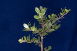 Arctostaphylos uva-ursi (IMG_0162.jpg)