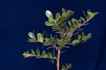 Arctostaphylos uva-ursi (IMG_0163.jpg)