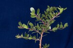 Arctostaphylos uva-ursi (IMG_0164.jpg)