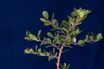 Arctostaphylos uva-ursi (IMG_0165.jpg)