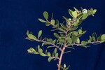 Arctostaphylos uva-ursi (IMG_0166.jpg)