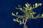 Arctostaphylos uva-ursi (IMG_0167.jpg)