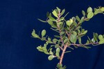 Arctostaphylos uva-ursi (IMG_0168.jpg)