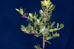 Arctostaphylos uva-ursi (IMG_0174.jpg)