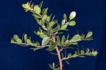 Arctostaphylos uva-ursi (IMG_0177.jpg)
