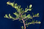 Arctostaphylos uva-ursi (IMG_0178.jpg)