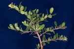 Arctostaphylos uva-ursi (IMG_0179.jpg)