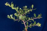 Arctostaphylos uva-ursi (IMG_0180.jpg)