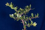Arctostaphylos uva-ursi (IMG_0181.jpg)