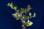 Arctostaphylos uva-ursi (IMG_0182.jpg)