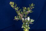 Arctostaphylos uva-ursi (IMG_0183.jpg)