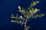 Arctostaphylos uva-ursi (IMG_0190.jpg)