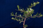 Arctostaphylos uva-ursi (IMG_0191.jpg)