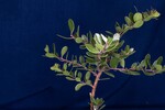 Arctostaphylos uva-ursi (IMG_0192.jpg)