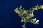 Arctostaphylos uva-ursi (IMG_0195.jpg)
