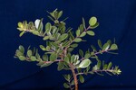Arctostaphylos uva-ursi (IMG_0203.jpg)