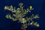 Arctostaphylos uva-ursi (IMG_0204.jpg)