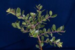 Arctostaphylos uva-ursi (IMG_0205.jpg)
