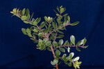 Arctostaphylos uva-ursi (IMG_0206.jpg)