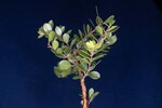 Arctostaphylos uva-ursi (IMG_0208.jpg)