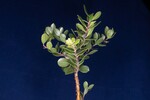 Arctostaphylos uva-ursi (IMG_0209.jpg)