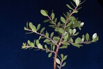 Arctostaphylos uva-ursi (IMG_0219.jpg)