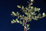 Arctostaphylos uva-ursi (IMG_0220.jpg)
