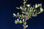 Arctostaphylos uva-ursi (IMG_0221.jpg)
