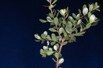 Arctostaphylos uva-ursi (IMG_0222.jpg)