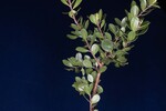 Arctostaphylos uva-ursi (IMG_0223.jpg)