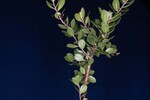 Arctostaphylos uva-ursi (IMG_0225.jpg)
