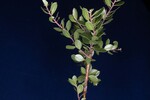 Arctostaphylos uva-ursi (IMG_0227.jpg)