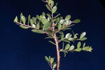 Arctostaphylos uva-ursi (IMG_0228.jpg)