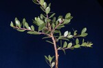 Arctostaphylos uva-ursi (IMG_0229.jpg)
