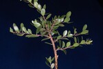 Arctostaphylos uva-ursi (IMG_0231.jpg)