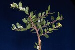Arctostaphylos uva-ursi (IMG_0234.jpg)
