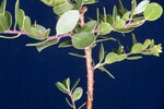 Arctostaphylos uva-ursi (IMG_0235.jpg)