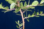 Arctostaphylos uva-ursi (IMG_0236.jpg)