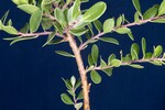 Arctostaphylos uva-ursi (IMG_0237.jpg)